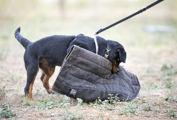 What are the safety protocols to follow when changing the fuel filter in a petrol car?